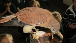 Kevvy the Kestrel enjoys a mouse. 